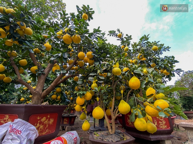 Người Sài Gòn chi hàng chục triệu đồng “tậu” bưởi Diễn trĩu quả về chơi Tết - Ảnh 8.