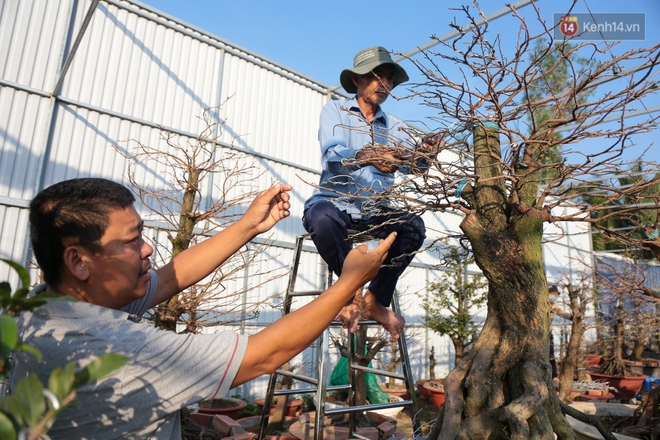 Cả nghìn cây mai Tết nở hoa sớm hơn cả tháng, nhà vườn ở Sài Gòn thiệt hại 15 tỷ đồng - Ảnh 11.