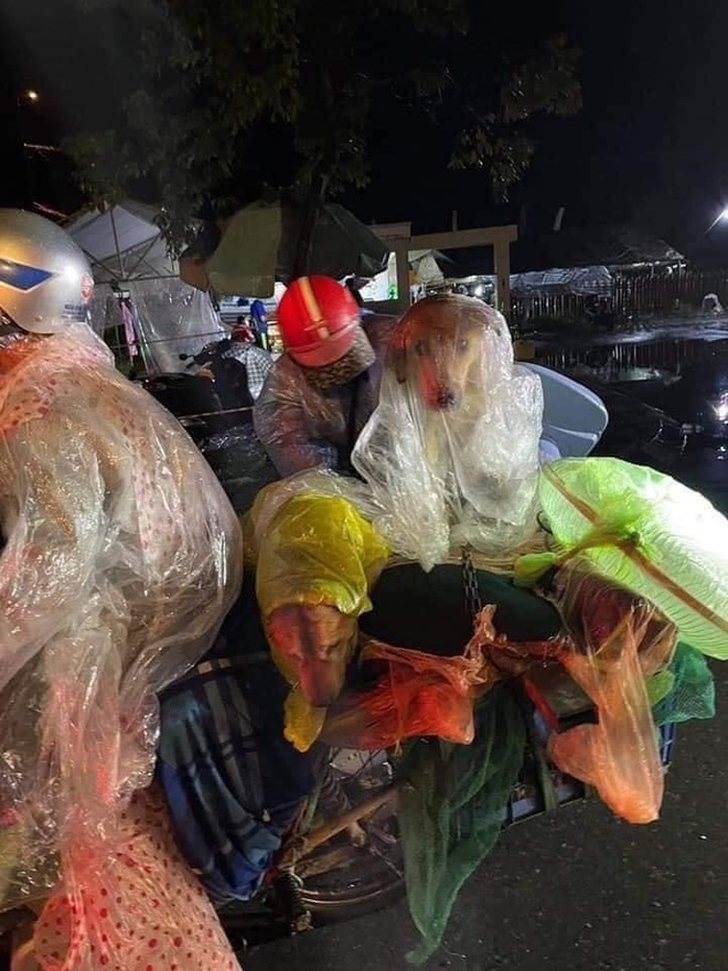 Hành trình về Cà Mau đầy đau lòng của 15 chú chó: Chính quyền địa phương xác nhận đã tiêu huỷ - Ảnh 3. Hành trình về Cà Mau đầy đau lòng của 15 chú chó: Chính quyền địa phương xác nhận đã tiêu huỷ - Ảnh 3.