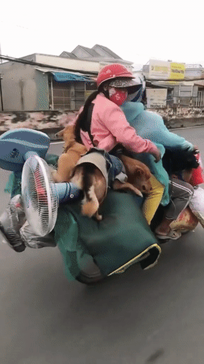 Đôi vợ chồng chở 15 chú chó theo về quê bị tiêu hủy: &quot;Thương chúng như con, làm được 250k thì dành 100k mua thức ăn cho chúng&quot; - Ảnh 2.