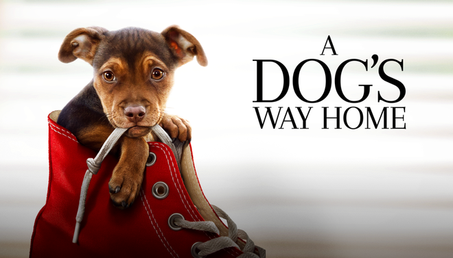 Khóc hết nước mắt với 5 chú chó tìm đường về nhà trên màn ảnh: Thương nhất bé số 4 đi hơn 400 dặm để gặp chủ! - Ảnh 8.
