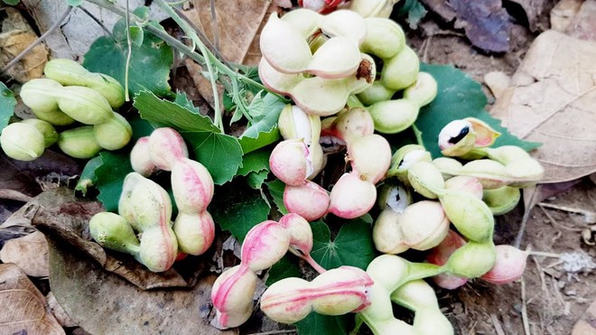 Loại quả lạ được chào mua cả trăm ngàn 1 ký nhưng thanh niên vẫn không bán, người miền Tây nhìn phát biết ngay tên gọi - Ảnh 3. Loại quả lạ được chào mua cả trăm ngàn 1 ký nhưng thanh niên vẫn không bán, người miền Tây nhìn phát biết ngay tên gọi - Ảnh 3.
