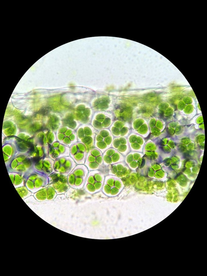 Hình ảnh siêu thực về những thứ quen thuộc trong cuộc sống qua kính hiển vi - Ảnh 8.