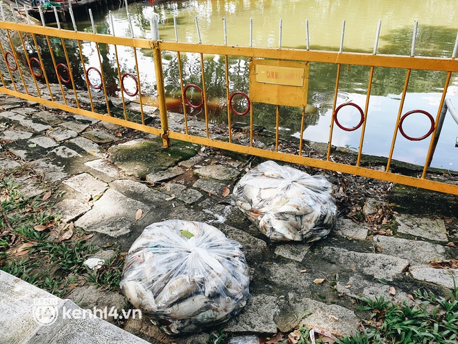 Cận cảnh 2 tấn cá chết bốc mùi trong công viên Hoàng Văn Thụ ở TP.HCM - Ảnh 4.