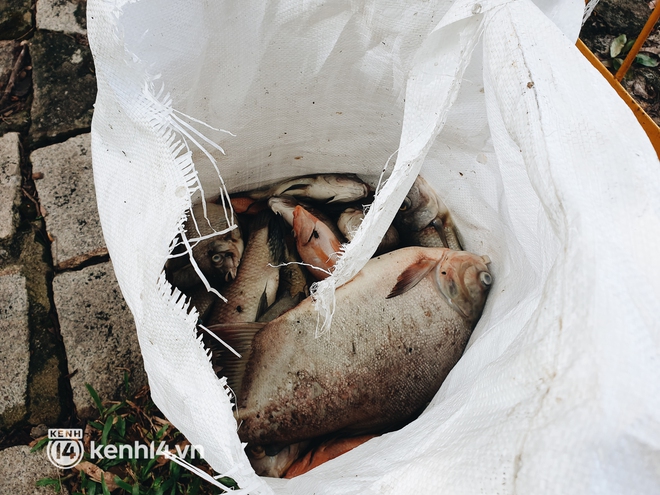 Cận cảnh 2 tấn cá chết bốc mùi trong công viên Hoàng Văn Thụ ở TP.HCM - Ảnh 6.