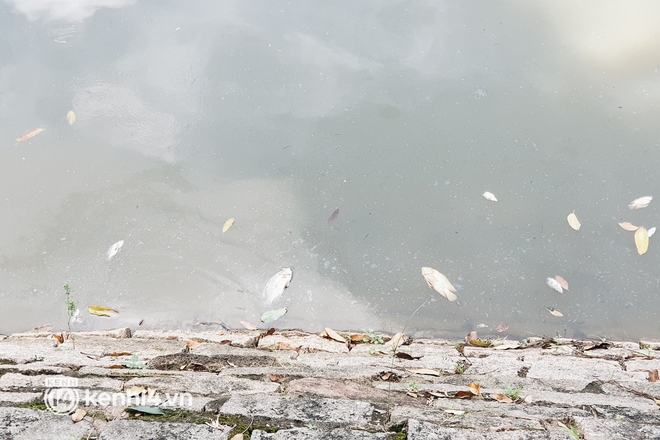 Cận cảnh 2 tấn cá chết bốc mùi trong công viên Hoàng Văn Thụ ở TP.HCM - Ảnh 1.