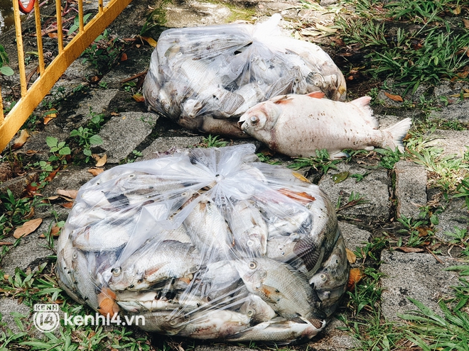 Cận cảnh 2 tấn cá chết bốc mùi trong công viên Hoàng Văn Thụ ở TP.HCM - Ảnh 8.