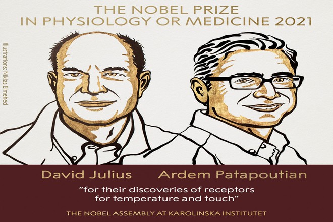 Giải Nobel Y học năm 2021 vinh danh hai nhà khoa học người Mỹ David Julius và Ardem Patapoutian - Ảnh 1.