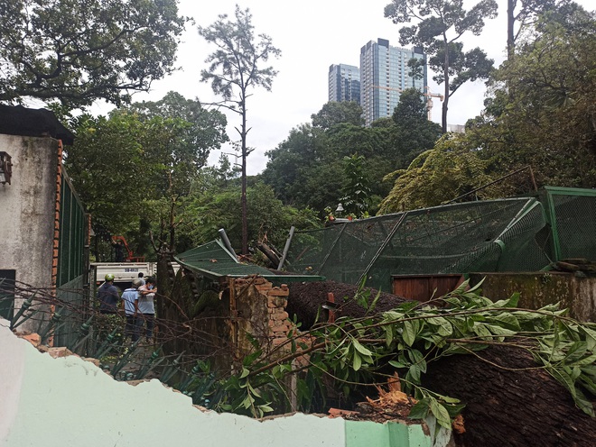 Cây xanh bật gốc đè sập tường và chuồng thú ở Thảo Cầm Viên Sài Gòn - Ảnh 6.