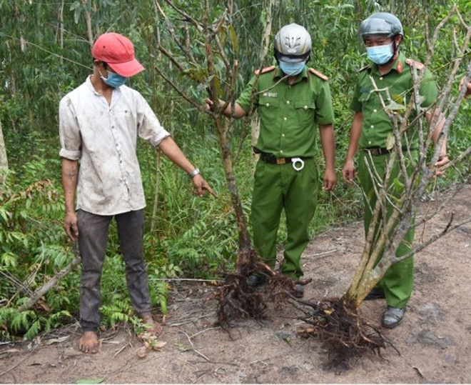 Tạm giữ 2 đối tượng lẻn vào vườn lúc nửa đêm để trộm 7 gốc mai vàng - Ảnh 2.