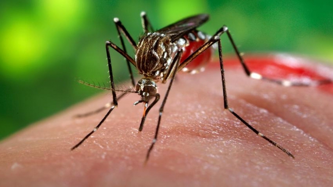 Ấn Độ đối mặt với đợt bùng phát lây nhiễm virus Zika mới - Ảnh 1.