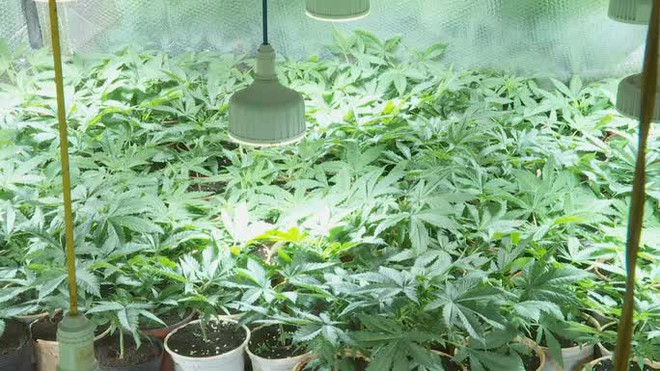 Trồng cần sa tr&aacute;i ph&eacute;p, khai để cho&hellip; g&agrave; ăn! - Ảnh 3.