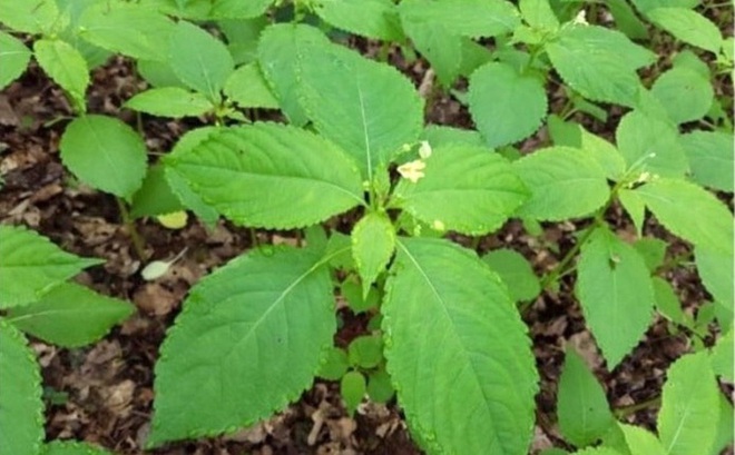 Chữa t&aacute;o b&oacute;n cho con bằng loại l&aacute; trồng ngo&agrave;i đường: Bố mẹ hối hận v&igrave; sai lầm chết người - Ảnh 2.