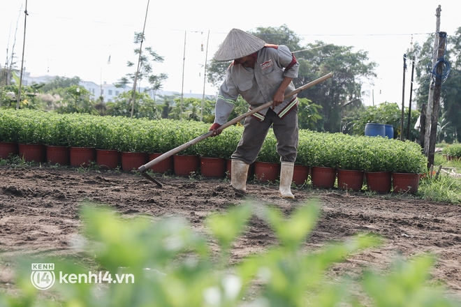 Làng hoa Tết ở Sài Gòn giữa dịch Covid-19: Nhà vườn như ngồi trên đống lửa! - Ảnh 11.