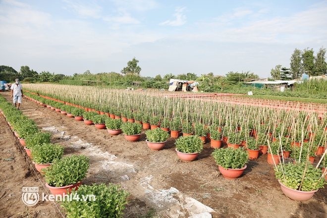 Làng hoa Tết ở Sài Gòn giữa dịch Covid-19: Nhà vườn như ngồi trên đống lửa! - Ảnh 10.