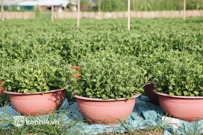 Làng hoa Tết ở Sài Gòn giữa dịch Covid-19: Nhà vườn như ngồi trên đống lửa! - Ảnh 9.