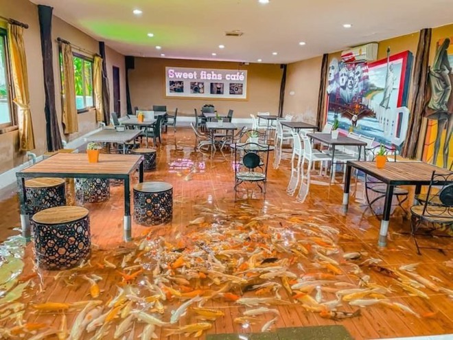 Độc đáo quán cà phê cá Koi có một không hai ở Thái Lan - Ảnh 1.