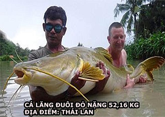 Trắng đ&ecirc;m săn thủy qu&aacute;i thu tiền triệu mỗi đ&ecirc;m ở Gia Lai: B&iacute; mật về lo&agrave;i vật đu&ocirc;i đỏ - Ảnh 4.