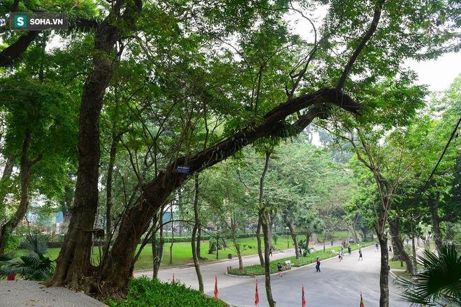 B&aacute;u vật ngh&igrave;n tỷ m&agrave; người Trung Quốc săn l&ugrave;ng được H&agrave; Nội bảo vệ chặt chưa từng c&oacute; - Ảnh 2.