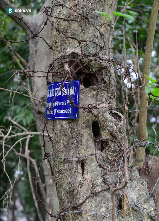 B&aacute;u vật ngh&igrave;n tỷ m&agrave; người Trung Quốc săn l&ugrave;ng được H&agrave; Nội bảo vệ chặt chưa từng c&oacute; - Ảnh 4.