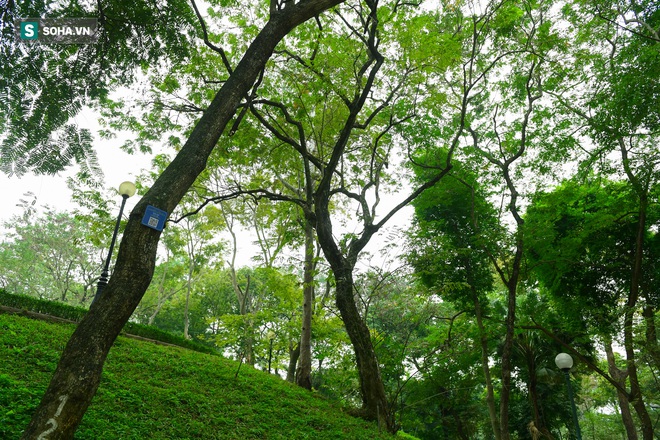 B&aacute;u vật ngh&igrave;n tỷ m&agrave; người Trung Quốc săn l&ugrave;ng được H&agrave; Nội bảo vệ chặt chưa từng c&oacute; - Ảnh 6.