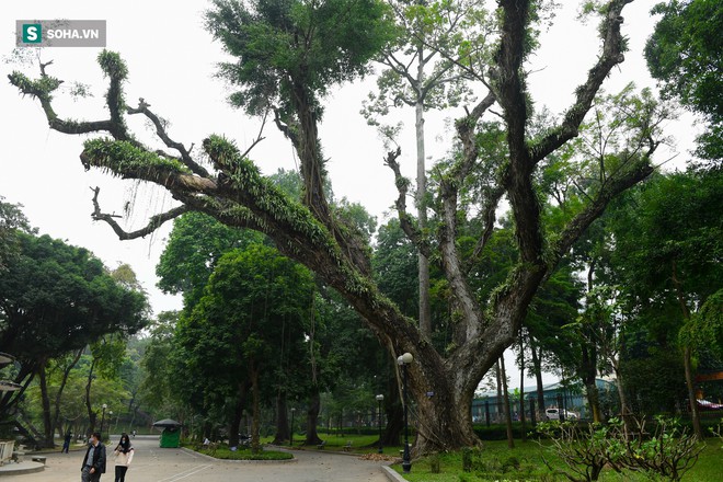 B&aacute;u vật ngh&igrave;n tỷ m&agrave; người Trung Quốc săn l&ugrave;ng được H&agrave; Nội bảo vệ chặt chưa từng c&oacute; - Ảnh 10.