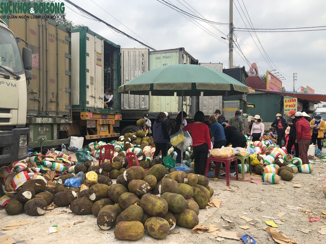 Trăm nghìn tấn trái cây ùn ứ cửa khẩu, mít Thái quay đầu la liệt chờ giải cứu - Ảnh 3.