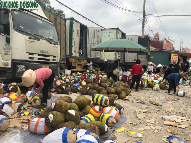 Trăm nghìn tấn trái cây ùn ứ cửa khẩu, mít Thái quay đầu la liệt chờ giải cứu - Ảnh 4.