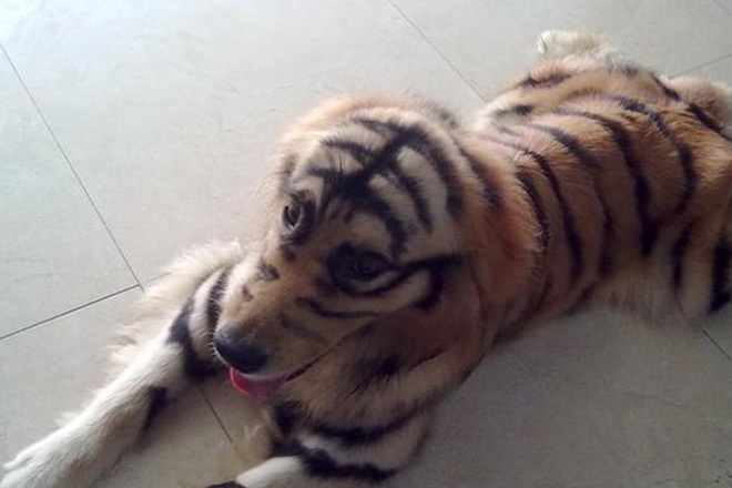 Để con trai 4 tuổi ở nh&agrave; một m&igrave;nh với ch&oacute; Golden, cảnh tượng sau đ&oacute; khiến &ocirc;ng bố giật m&igrave;nh - Ảnh 3.