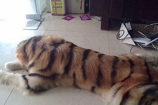 Để con trai 4 tuổi ở nh&agrave; một m&igrave;nh với ch&oacute; Golden, cảnh tượng sau đ&oacute; khiến &ocirc;ng bố giật m&igrave;nh - Ảnh 4.