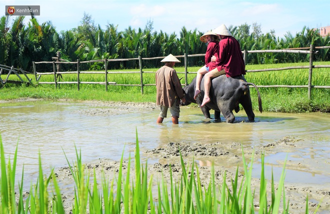 Nông dân Hội An thu đô la nhờ xịt nước hoa, bôi phấn cho… trâu để làm du lịch - Ảnh 14.