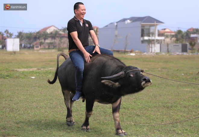 Nông dân Hội An thu đô la nhờ xịt nước hoa, bôi phấn cho… trâu để làm du lịch - Ảnh 16.