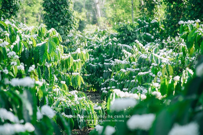 Hãy cùng chiêm ngưỡng vẻ đẹp rực rỡ của hoa cà phê, những cánh hoa xinh đẹp sẽ khiến bạn say đắm!