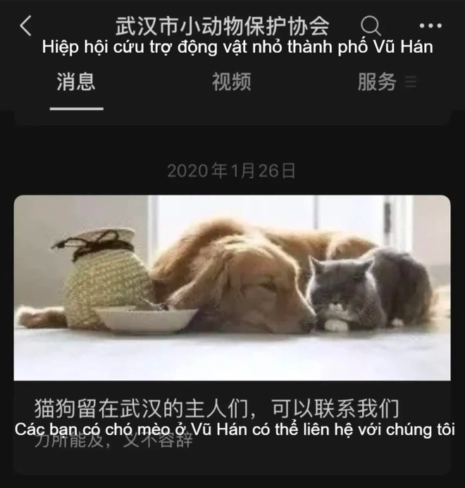 Số phận bấp b&ecirc;nh của những b&eacute; th&uacute; cưng giữa đại dịch Covid-19: Ngơ ng&aacute;c kh&ocirc;ng biết bị bỏ rơi, m&ograve;n mỏi ng&oacute;ng tr&ocirc;ng chủ nh&acirc;n quay trở về - Ảnh 5.