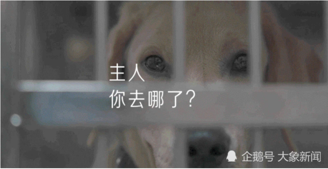 Số phận bấp b&ecirc;nh của những b&eacute; th&uacute; cưng giữa đại dịch Covid-19: Ngơ ng&aacute;c kh&ocirc;ng biết bị bỏ rơi, m&ograve;n mỏi ng&oacute;ng tr&ocirc;ng chủ nh&acirc;n quay trở về - Ảnh 1.