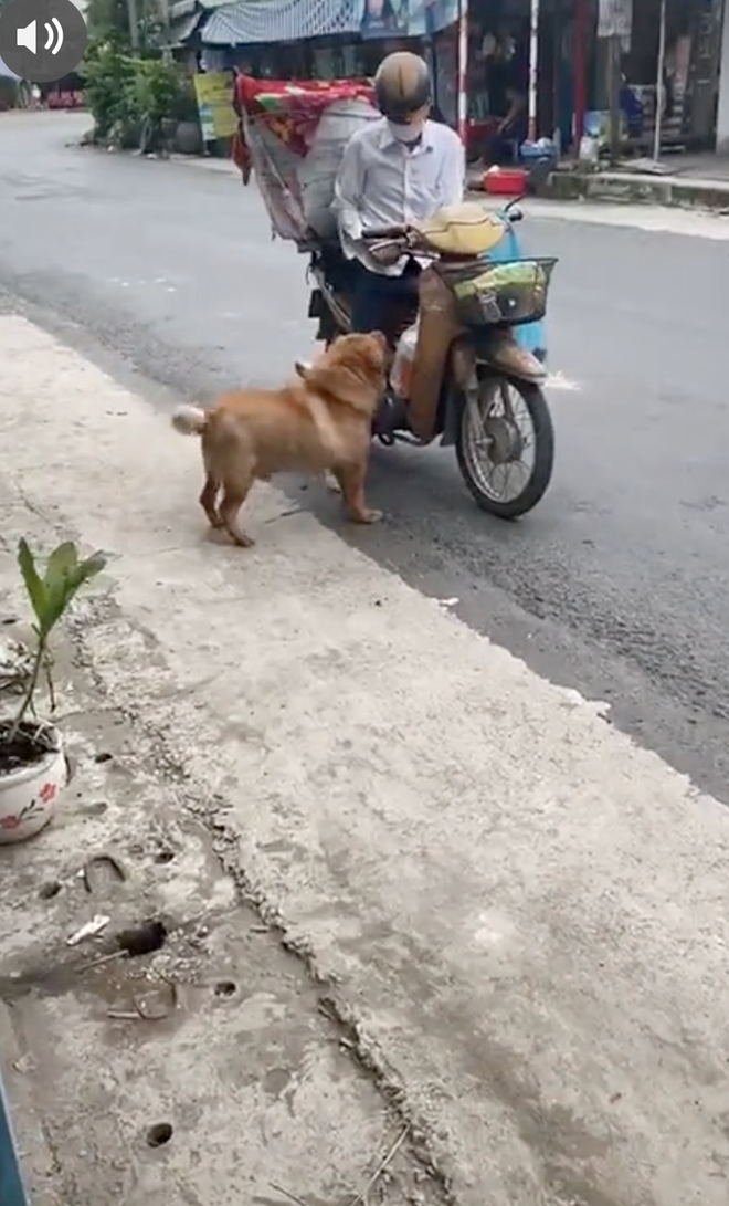 Chú chó mua bánh mì thiếu một cách uy tín khiến nhiều người phát cuồng: Chắc là mối ruột của chú bán bánh mì rồi! - Ảnh 1.