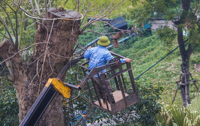 Những điều kì diệu nhỏ bé lấp lánh: Cư dân, công ty cây xanh ở Ecopark huy động xe cẩu chạy 10 km để giải cứu chú chim mắc trên cành cây - Ảnh 3.