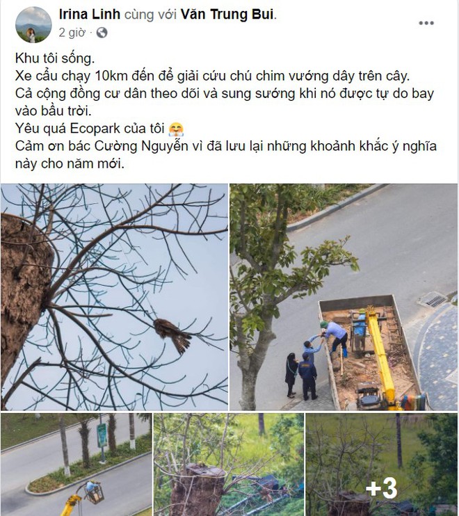 Những điều kì diệu nhỏ bé lấp lánh: Cư dân, công ty cây xanh ở Ecopark huy động xe cẩu chạy 10 km để giải cứu chú chim mắc trên cành cây - Ảnh 5.