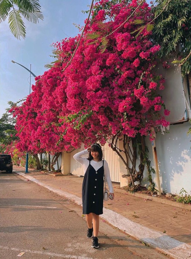 Paper flower truss "extreme" is causing a storm in Vung Tau because its blooming is so beautiful, people race to ask for addresses to check-in - Photo 10.