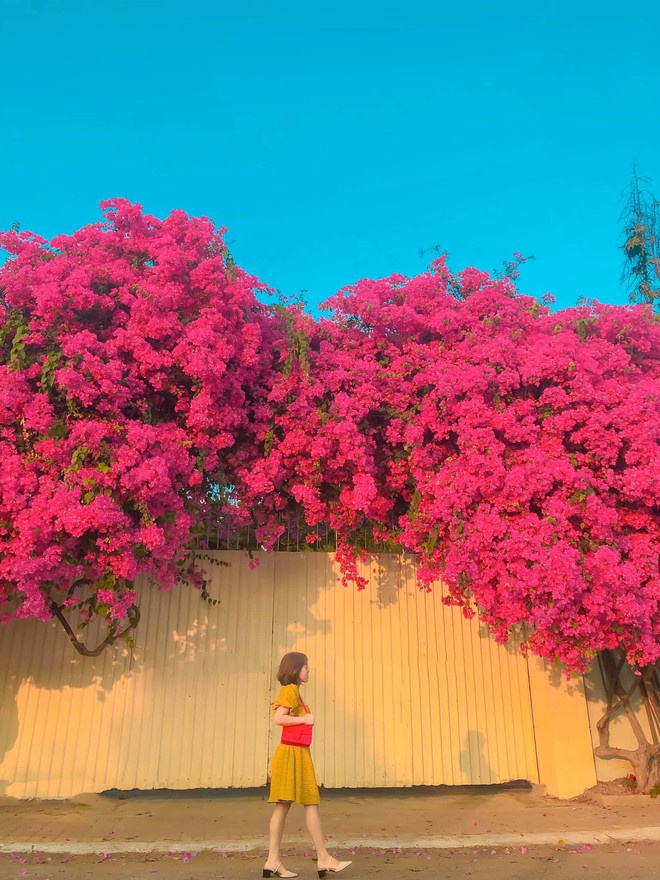 Paper flower truss "extreme" is causing a storm in Vung Tau because its blooming is so beautiful, people race to ask for addresses to check-in - Photo 8. Paper flower truss "extreme" is causing a storm in Vung Tau because its blooming is so beautiful, people race to ask for addresses to check-in - Photo 8.