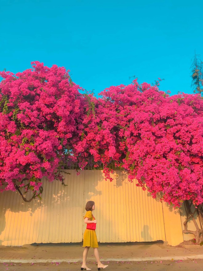 Paper flower truss "extreme" is causing a storm in Vung Tau because its blooming is so beautiful, people race to ask for addresses to check-in - Photo 8.