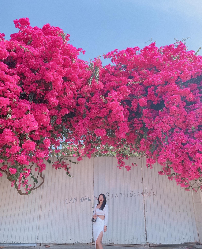 Paper flower truss "extreme" is causing a storm in Vung Tau because its blooming is so beautiful, people race to ask for addresses to check-in - Photo 2.