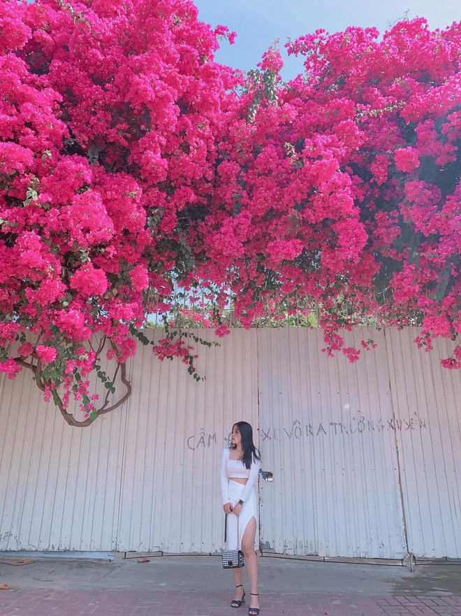 Paper flower truss "extreme" is causing a storm in Vung Tau because its blooming is so beautiful, people race to ask for addresses to check-in - Photo 2.