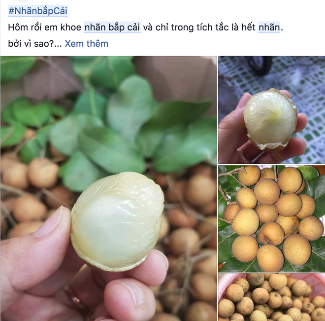 Có thể bạn chưa biết: Việt Nam có loại nhãn lạ, cùi cuộn như bắp cải, giá cao gấp 5 lần nhãn thường vẫn được săn lùng - Ảnh 3.