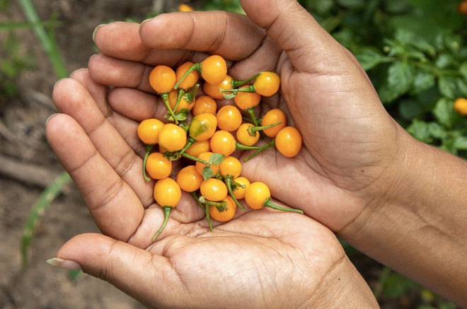 Loại ớt tròn vo và bé tí nhưng có giá đắt hơn cả vàng, độ cay thuộc mức khủng khiếp không phải ai cũng nếm được - Ảnh 1.