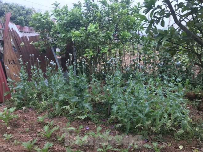Bắc Giang: Nhiều hộ trồng cây thuốc phiện để làm rau ăn - Ảnh 1.