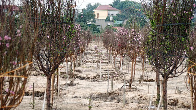 Người d&acirc;n Ch&iacute; Linh trước nguy cơ mất trắng vụ đ&agrave;o Tết v&igrave; COVID-19 - Ảnh 1.