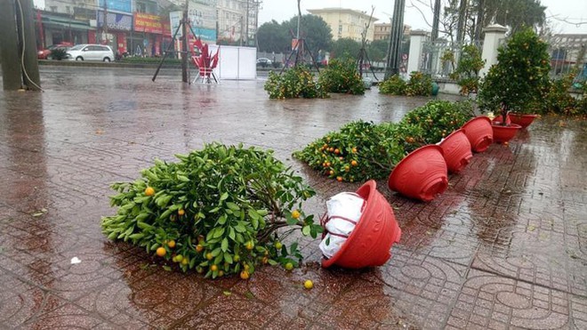 Mưa lớn 28 Tết, quất đ&agrave;o ng&atilde; đổ, tiểu thương H&agrave; Tĩnh kh&oacute;c r&ograve;ng - Ảnh 11.
