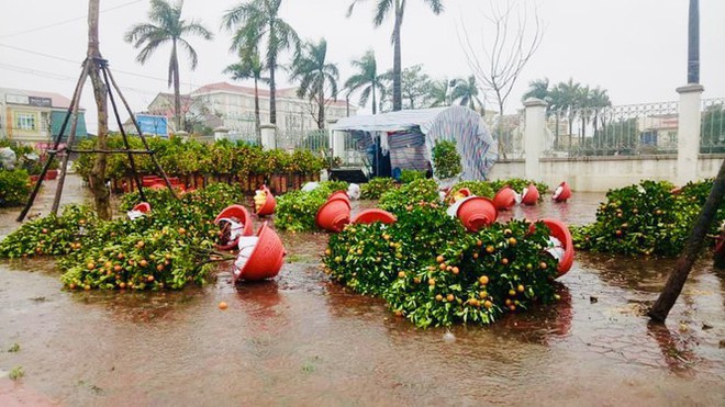Mưa lớn 28 Tết, quất đ&agrave;o ng&atilde; đổ, tiểu thương H&agrave; Tĩnh kh&oacute;c r&ograve;ng - Ảnh 12.