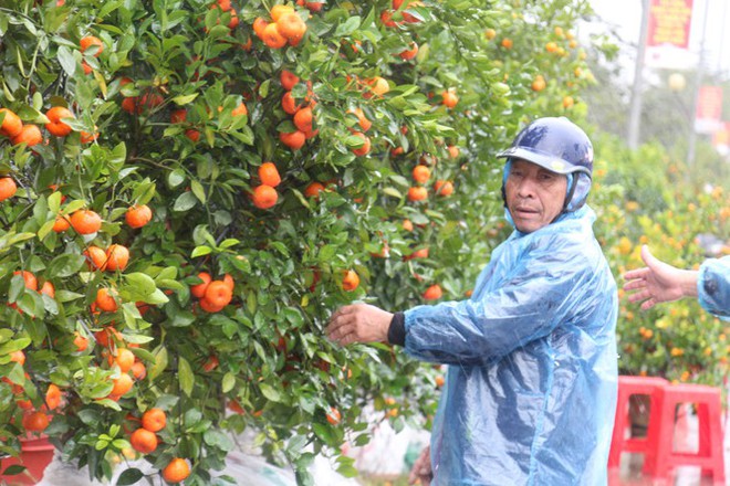Mưa lớn 28 Tết, quất đ&agrave;o ng&atilde; đổ, tiểu thương H&agrave; Tĩnh kh&oacute;c r&ograve;ng - Ảnh 3.